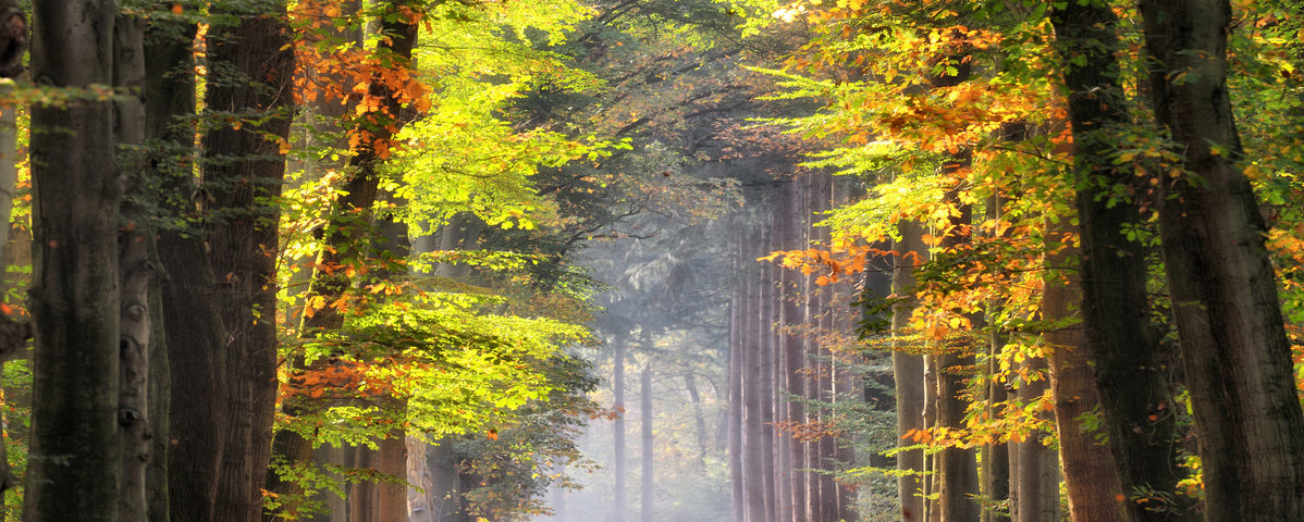 Autumn colored leaves glowing in sunlight in avenue of beech trees. Location: Gelderland, The Netherlands.