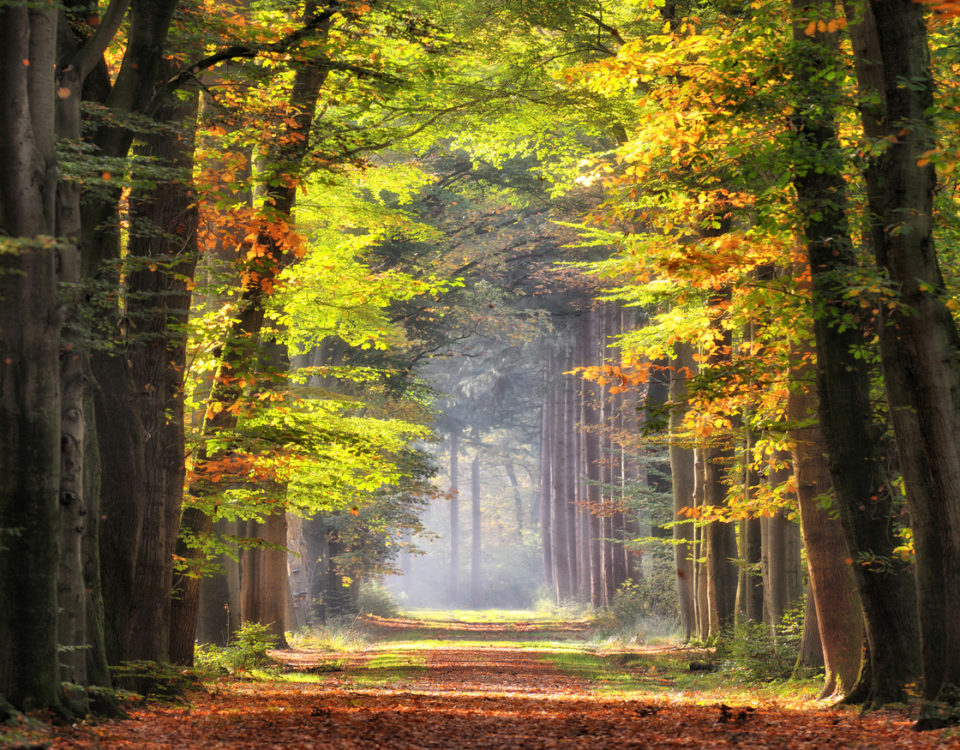 Autumn colored leaves glowing in sunlight in avenue of beech trees. Location: Gelderland, The Netherlands.